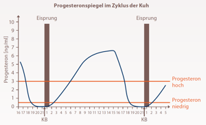 Progesteron bei Kühen: Funktion und therapeutischer Einsatz